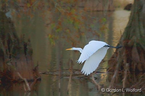 Egret In Flight_25553.jpg - Photographed at Lake Martin near Breaux Bridge, Louisiana, USA.